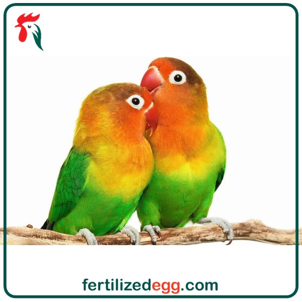 تخم نطفه دار طوطی برزیلی 